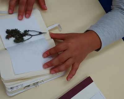 Iniciativa de divulgação das camarinhas, co-organizada pelo INIAV, integrou a Semana Europeia de Desenvolvimento Sustentável