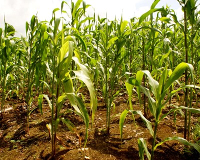 InnovPlantProtect: ciência e agricultura de mãos dadas em Elvas