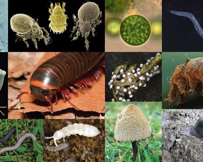Investigador da UC participa em parecer científico da EFSA sobre avaliação de risco de pesticidas nos solos
