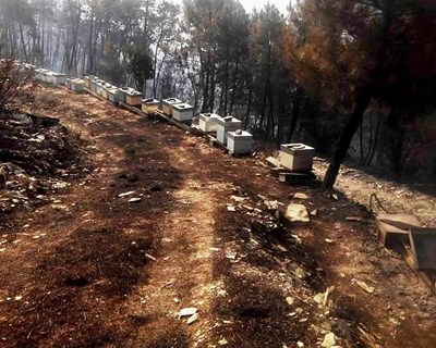 Investigador da UTAD alerta para a morte de milhares de colmeias