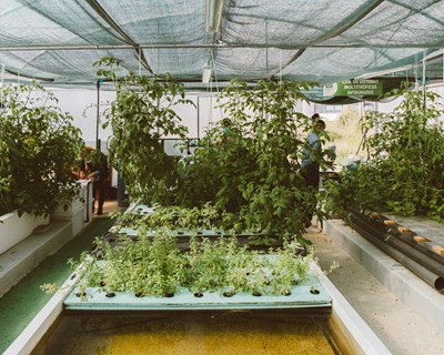 Investigadores do Politécnico de Leiria estudam produção sustentável de papaias em Aquaponia