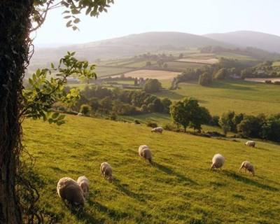 Irlanda do Norte proíbe cultivo de OGM
