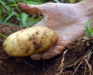 IST é membro de projeto internacional de avaliação ambiental das explorações agrícolas
