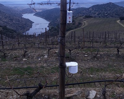 IVDP instala sensores na Região Demarcada do Douro para racionalizar práticas da viticultura
