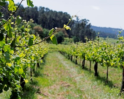 IVV realiza sessão informativa sobre o mercado de vinhos nos EUA