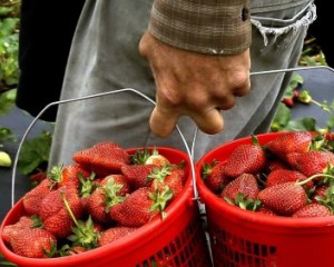 Jornada “Pequenos Frutos” em Viseu