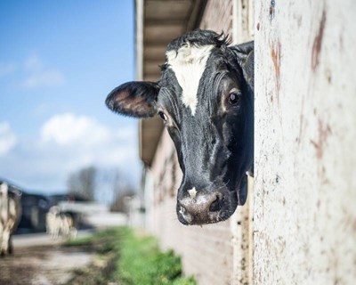 Jornadas AltBiotech abordam futuro dos recursos genéticos animais e biotecnologias