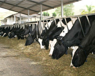 Jornadas de Alimentação Animal regressam a Fátima