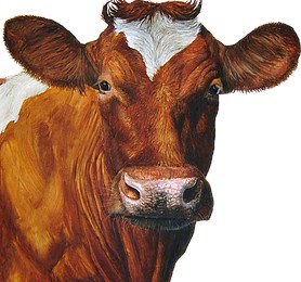 Jornadas Internacionais de Medicina Veterinária da UTAD em outubro