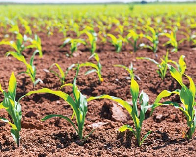 José Martino defende seguros agrícolas obrigatórios