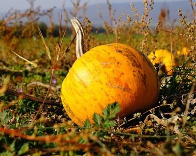 Jovens agricultores: candidaturas ao COOPJOVEM já abriram