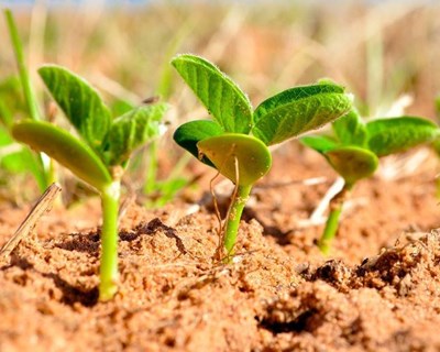 Jovens agricultores: mais €43 milhões em novo concurso