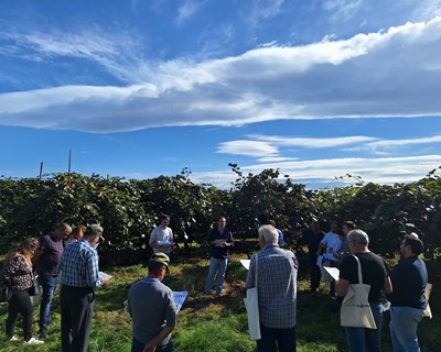 Kiwicoop ensaia produtos Syngenta Biologicals com resultados positivos no calibre e na qualidade do kiwi