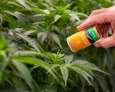 Koppert apresenta benefícios do controlo biológico para a cultura da canábis medicinal