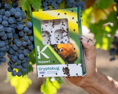 Koppert apresenta na Fruit Attraction a sua rede mundial de quintas demonstrativas e uma nova aplicação de efeitos secundários gerida por inteligência artificial (IA)