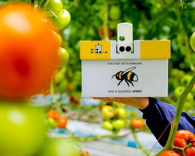 Koppert apresenta nova colmeia Natupol Sprint® para polinização mais rápida
