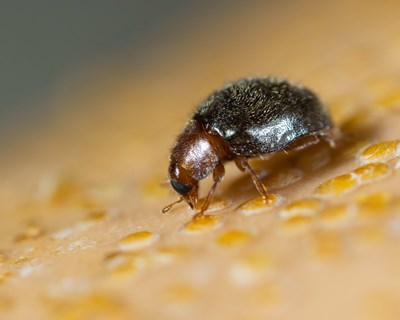 Koppert apresenta Rhyzobug para controlo biológico de cochonilhas-de-escudo