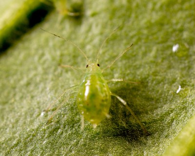 Koppert testa insetos benéficos mais agressivos contra a nova estirpe de afídeo-verde