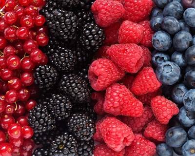 Laboratório Espanhol utiliza tecnologia que prolonga vida dos Pequenos Frutos