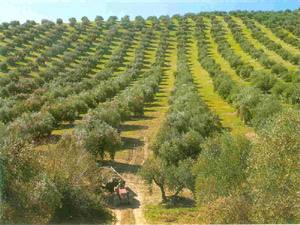Lançado projeto europeu para ajudar os agricultores na abertura de novos mercados