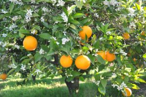 Laranja do Algarve com quebras na produção até 20%