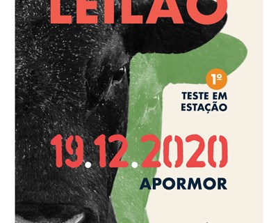 Leilão dos novilhos acontece em dezembro