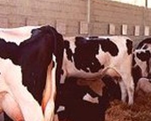 Leite: Alemanha, Holanda, Dinamarca e Áustria aumentam produção