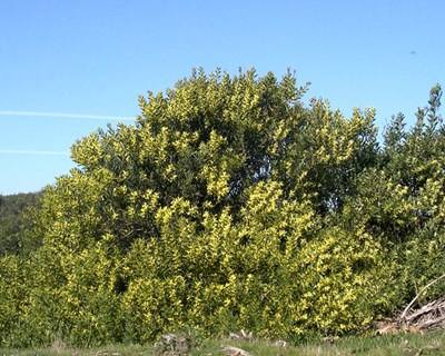 Autorizado inseto para controlo natural da acácia-de-espiga em Portugal