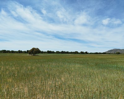 LIFE Innocereal EU apoia a sustentabilidade ambiental