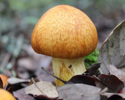 Lisboa acolhe curso básico de identificação de cogumelos silvestres