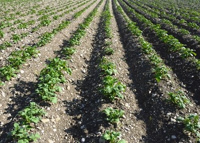 Lisboa: agricultura em debate na Universidade Católica