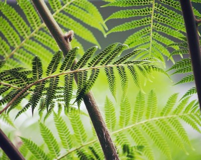 Lisboa debate a importância do mercado na valorização da floresta