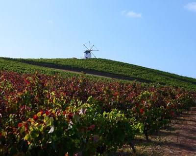 Lisboa elegeu os melhores vinhos da região
