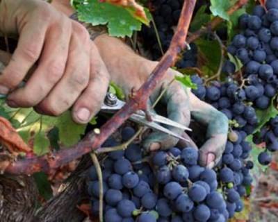 Livro: Práticas de Viticultura