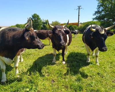 Low carbon farms: o futuro da agricultura começa em França