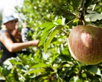 Maçã de Alcobaça com quebras de produção de 30%