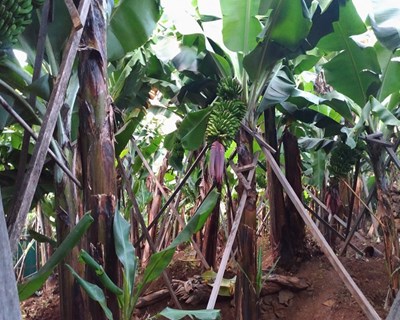 Madeira disponibiliza Banco de Terrenos para estimular investimento na agricultura