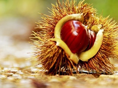 Madeira inicia em abril combate biológico à vespa do castanheiro
