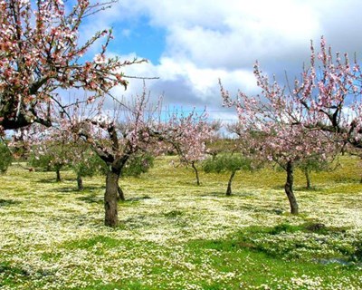 Magos Irrigation Systems organiza Simpósio Olival e Amendoal em Beja