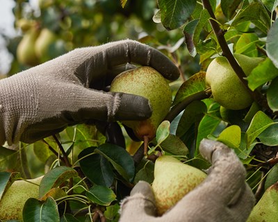 Maior evento mundial de pera acontece em Portugal e conta com participação do Ministro da Agricultura e das Pescas