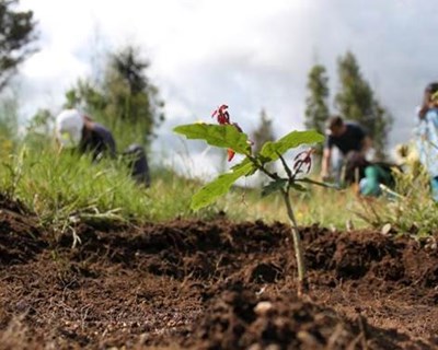 Maior projeto de plantação de árvores nativas da Área Metropolitana do Porto tem novo mecenas