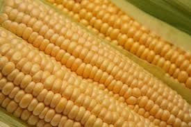 Mais de 18 Milhões de agricultores em todo o mundo semearam OMG´s em 2013