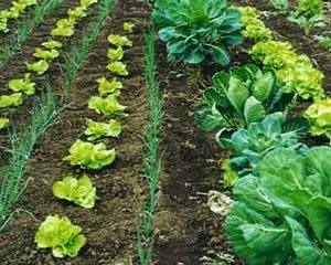 Mais de 97% dos alimentos na UE cumprem Norma de Resíduos de Pesticidas
