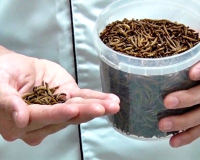 Manual de Boas Práticas na Produção, Processamento e Utilização de Insetos em Alimentação Animal