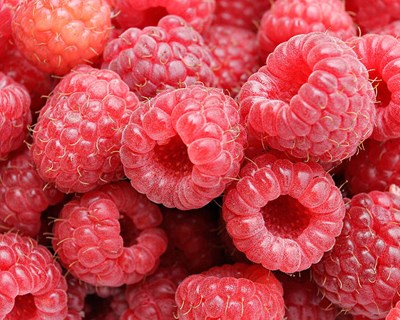 Maravilha Farms investe €19 milhões para aumentar produção de frutos vermelhos