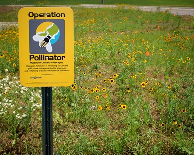 Operation Pollinator: Margens multifuncionais aumentam em 130% as populações de insetos benéficos nos campos agrícolas