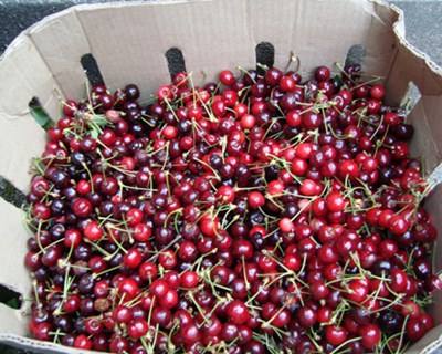 Mau tempo destrói 60% da Produção de Cereja em Resende
