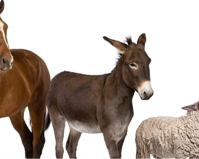 Medicina veterinária em Portugal é «low cost», diz bastonário