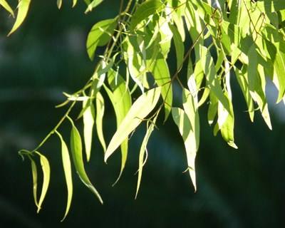 Meio milhão em multas por falta de limpeza na floresta