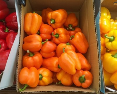 Mercado Agrobio online já se encontra disponível